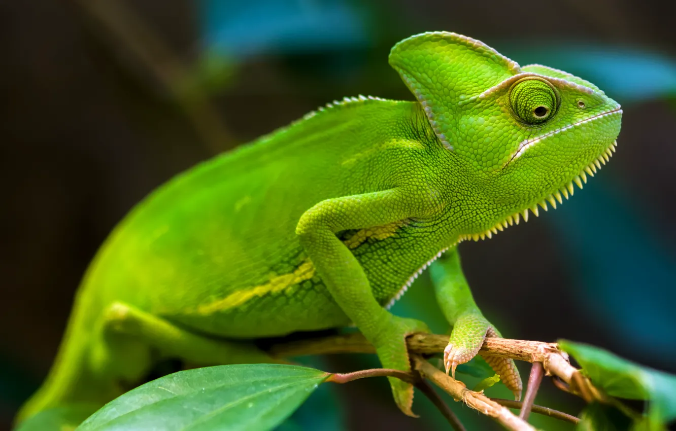 Фото обои green, rainforest, chameleons