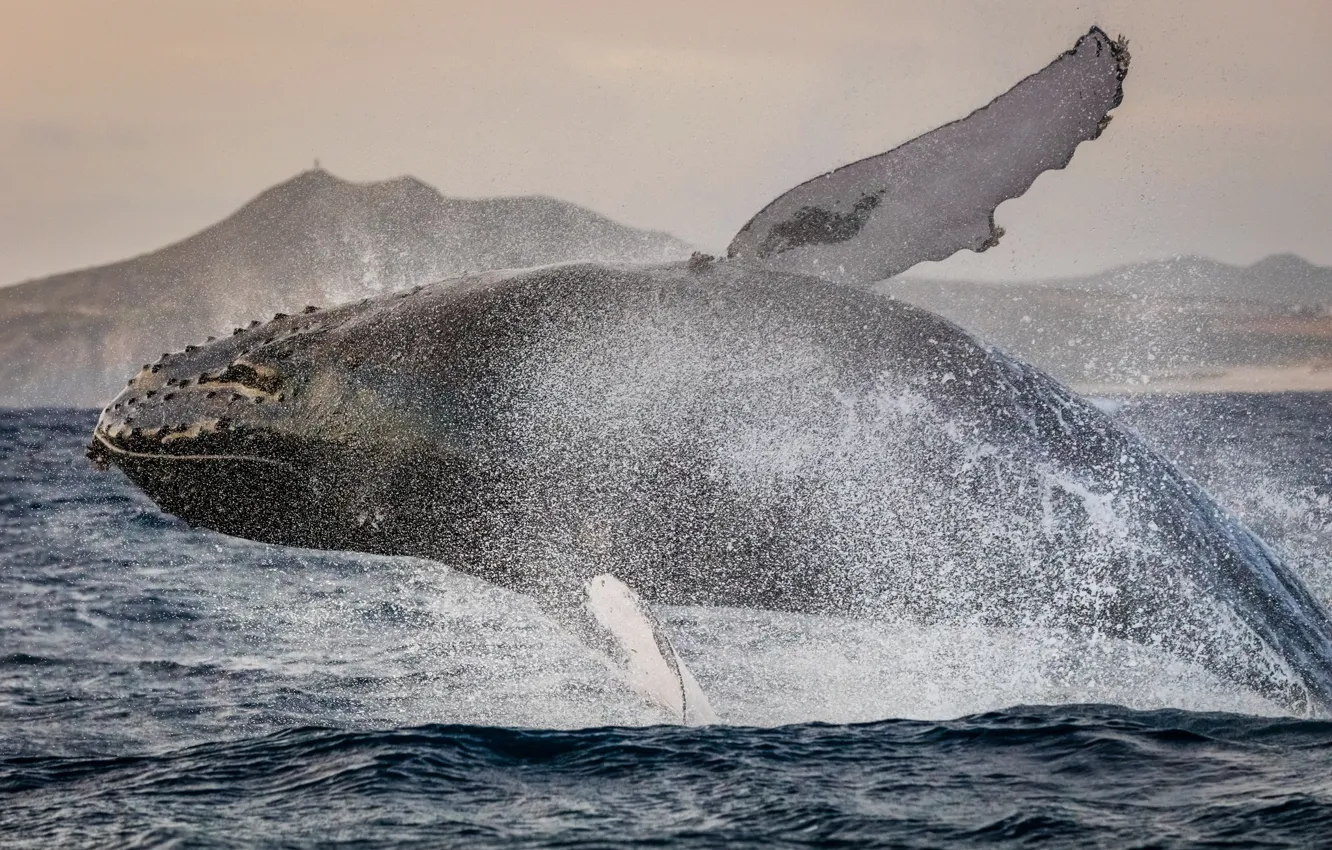 Фото обои брызги, прыжок, мощь, горбач, горбатый кит