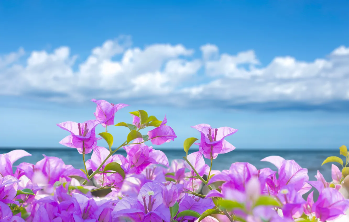 Фото обои море, пляж, лето, небо, солнце, цветы, summer, розовые