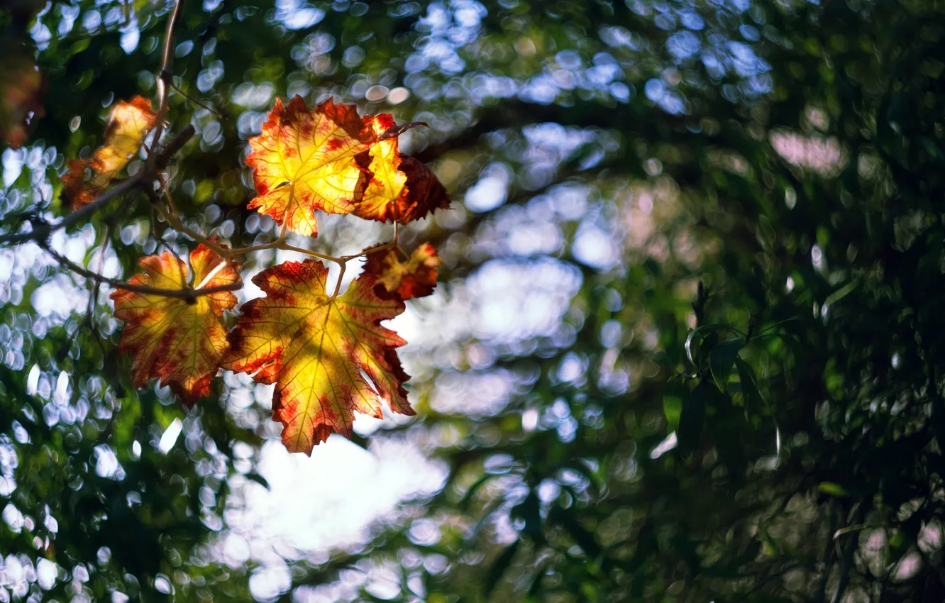 Фото обои листья, свет, размытие