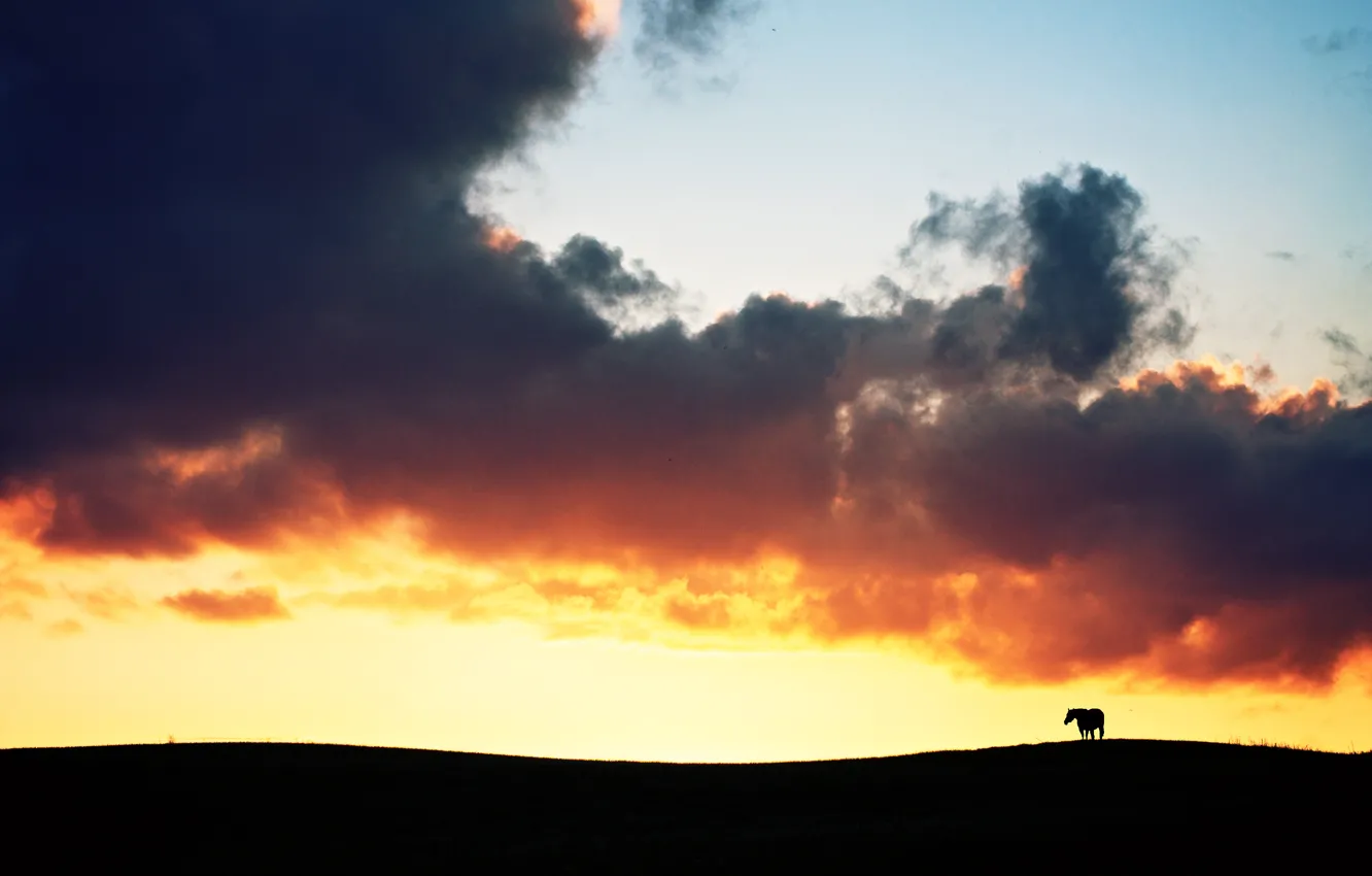 Фото обои поле, облака, закат, огонь, лошадь, силуэт