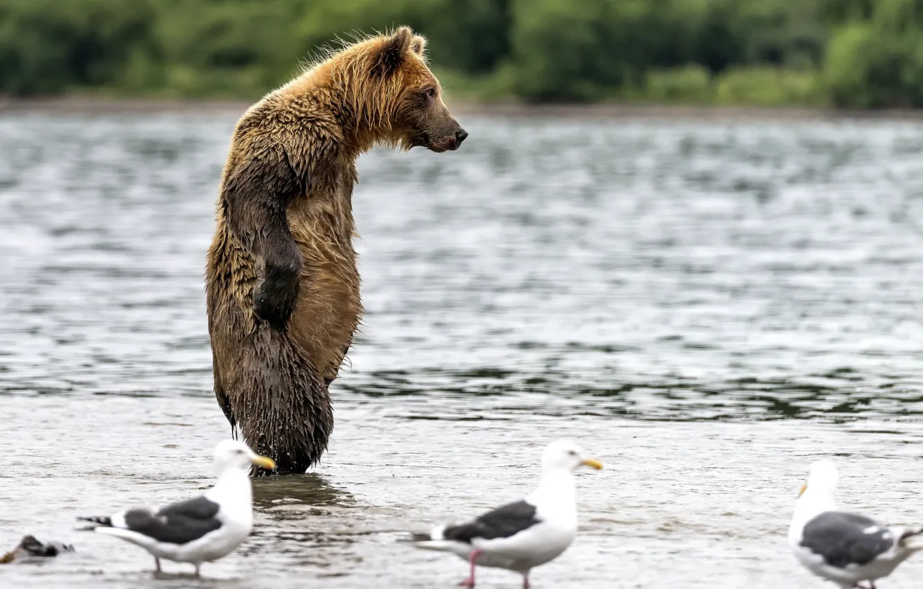 Фото обои вода, мокрый, медведь