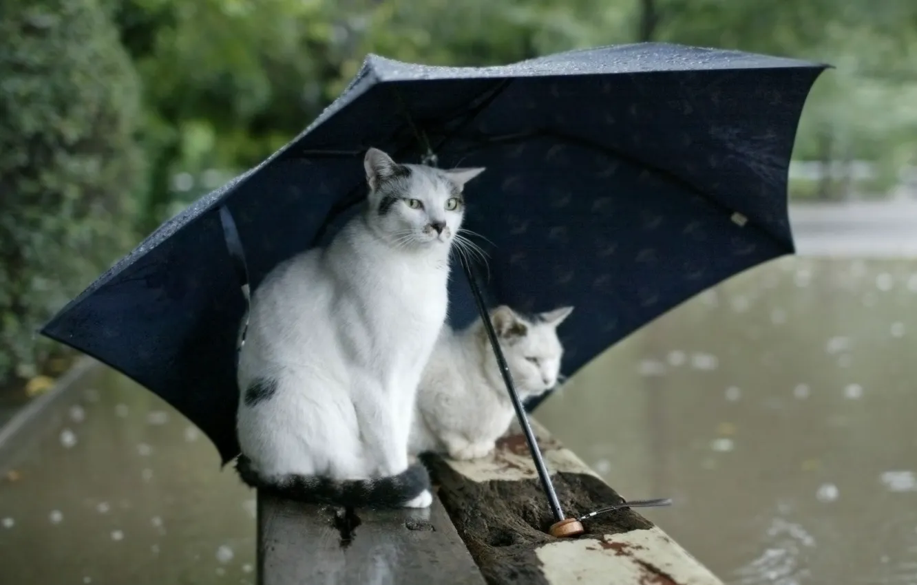 Фото обои осень, дождь, зонт