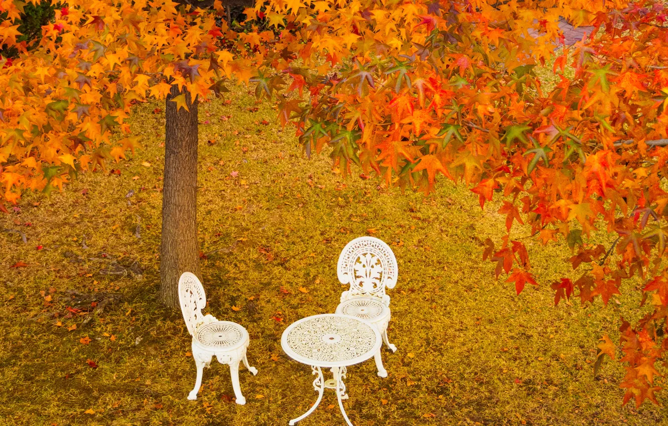 Фото обои осень, листья, деревья, парк, стол, стулья, Япония