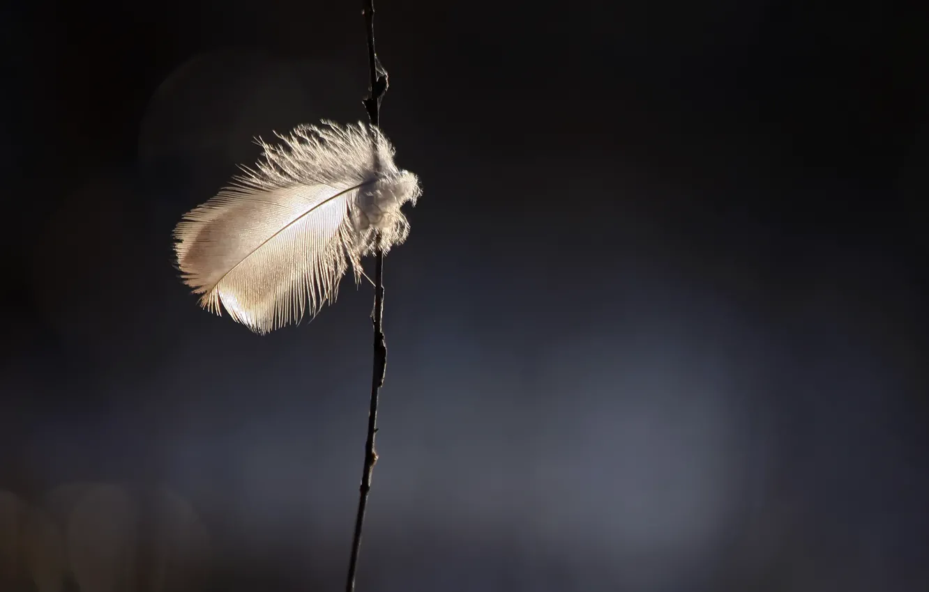 Фото обои ветки, фон, перья