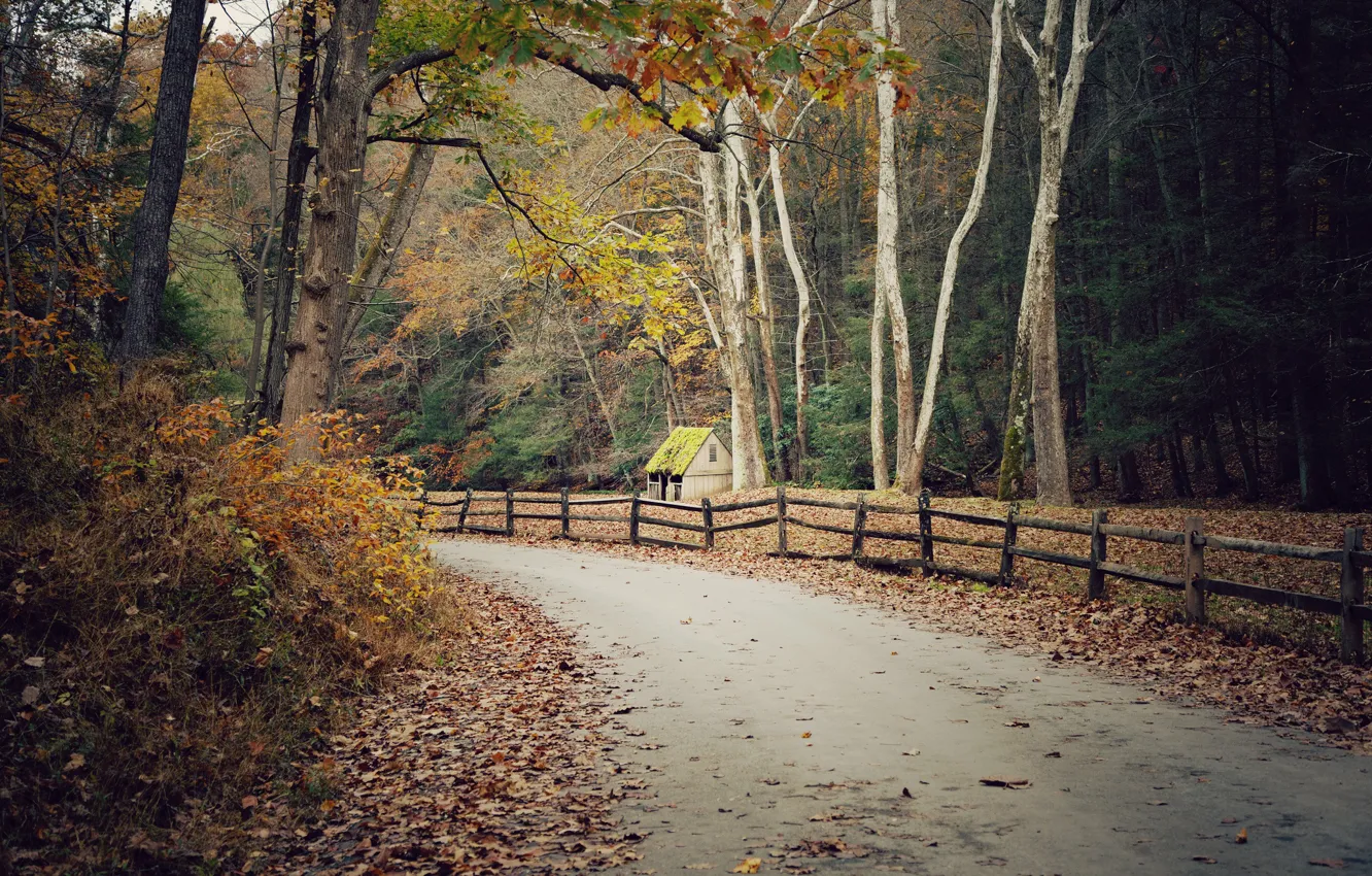 Фото обои road, autumn, leaves, fence, fall, foliage, hut, woodland