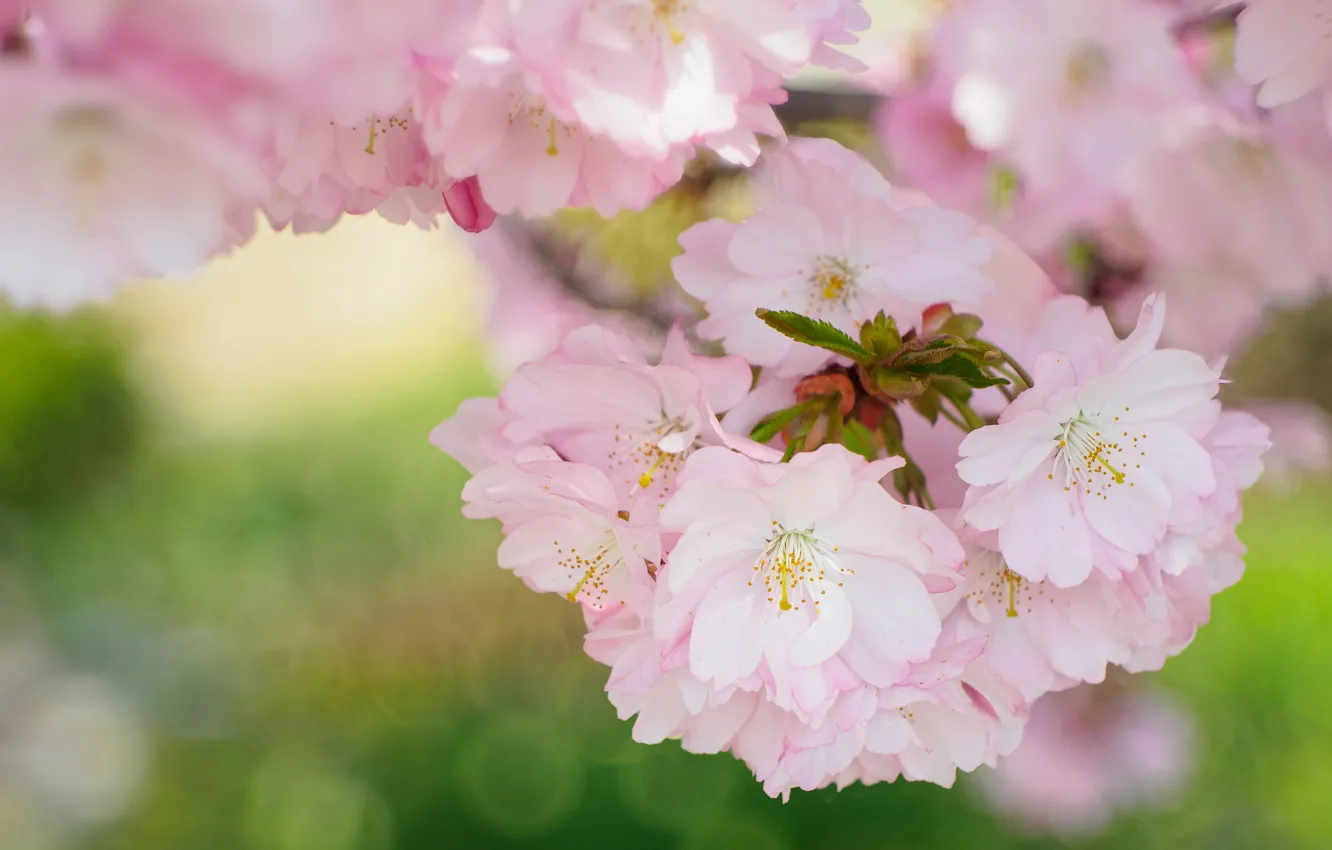 Фото обои природа, весна, лепестки, сад, сакура