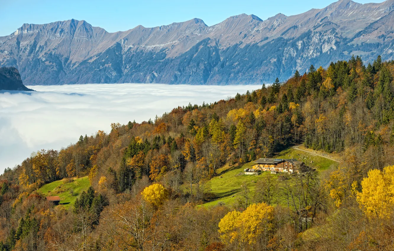 Фото обои осень, лес, солнце, облака, деревья, горы, поляна, Швейцария