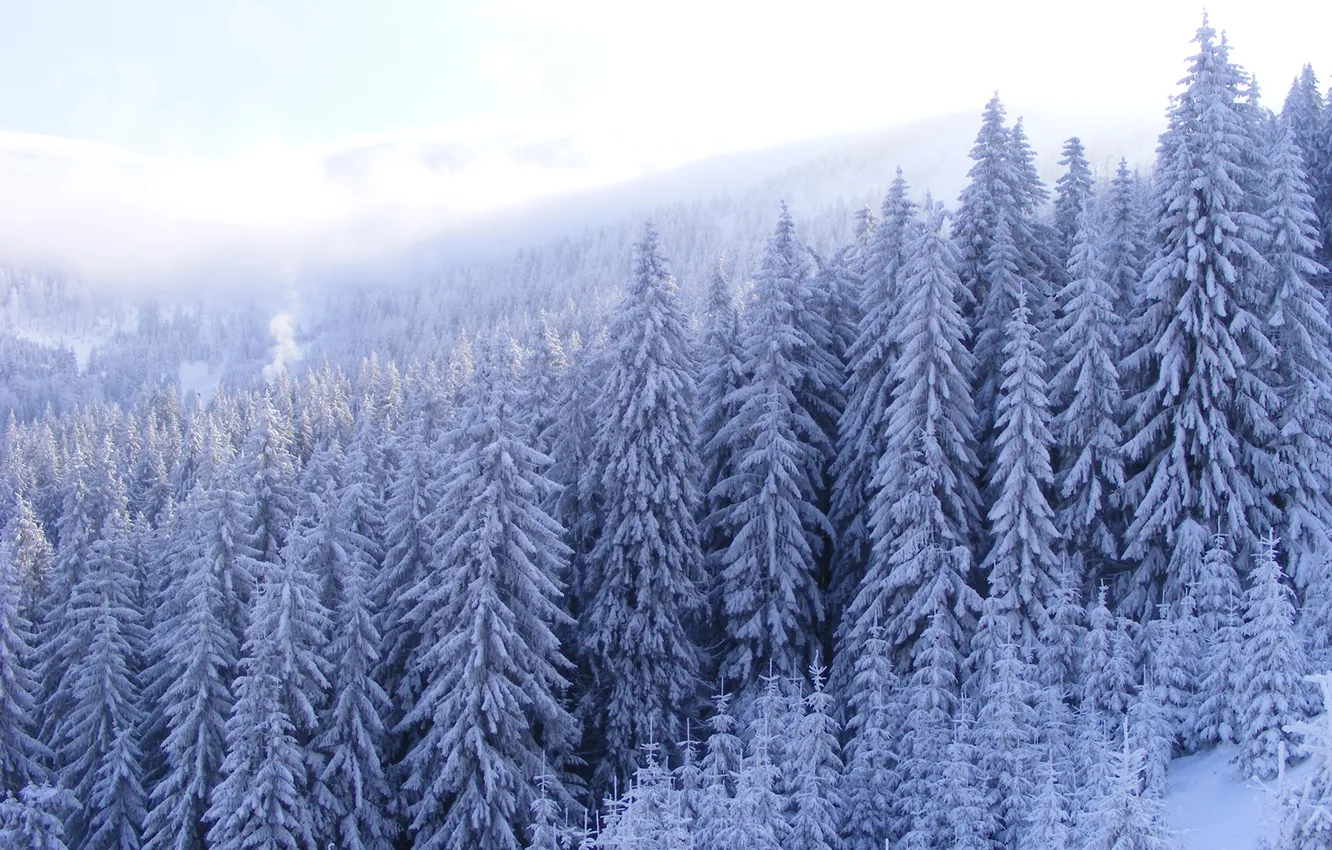 Фото обои зима, лес, Frozen, морозно