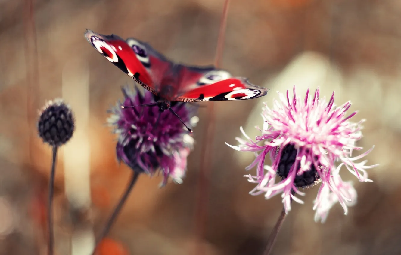 Фото обои бабочка, клевер, боке