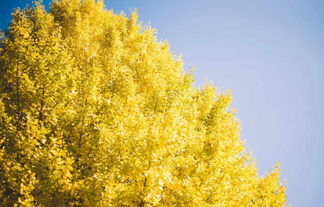 Фото обои небо, дерево, желтые листья