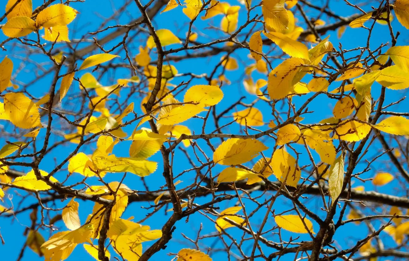 Фото обои небо, листья, природа, дерево, widescreen, обои, wallpaper, широкоформатные