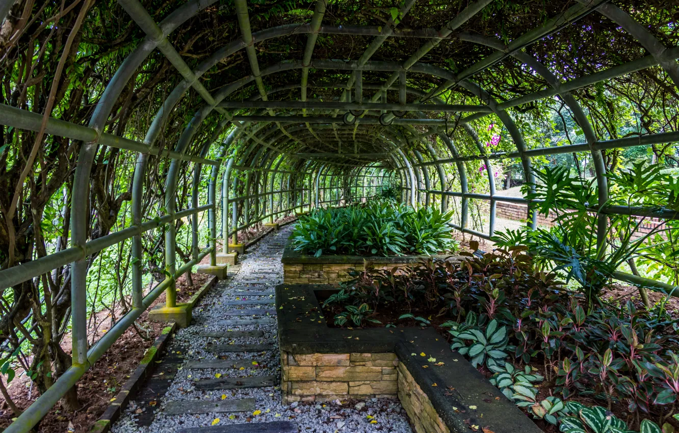 Фото обои green, nature, leaves, garden, walk, malaysia, botanical garden, putrajaya