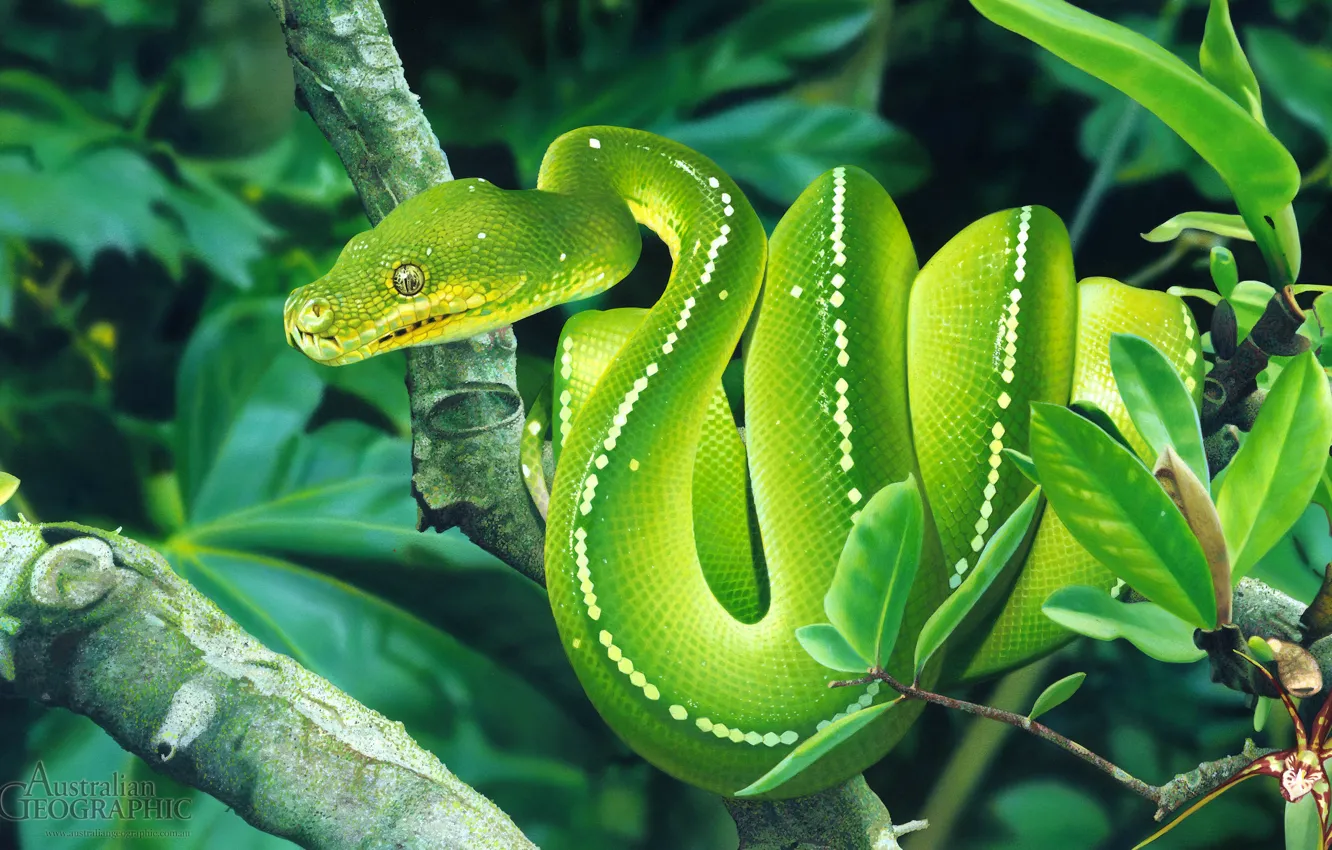 Фото обои viper, snake, tree, reptile