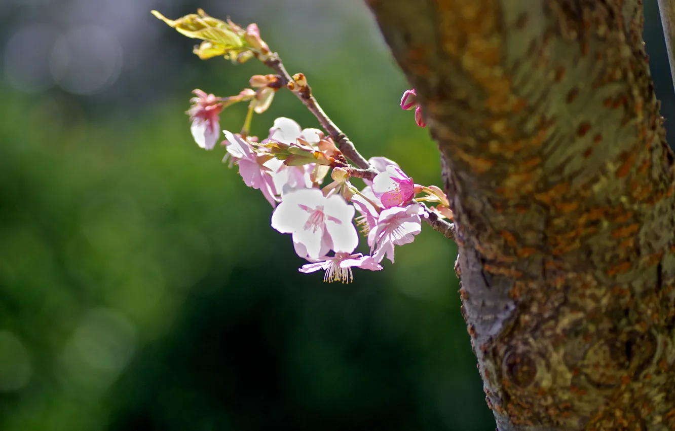 Фото обои веточка, ствол дерева, цветение весной