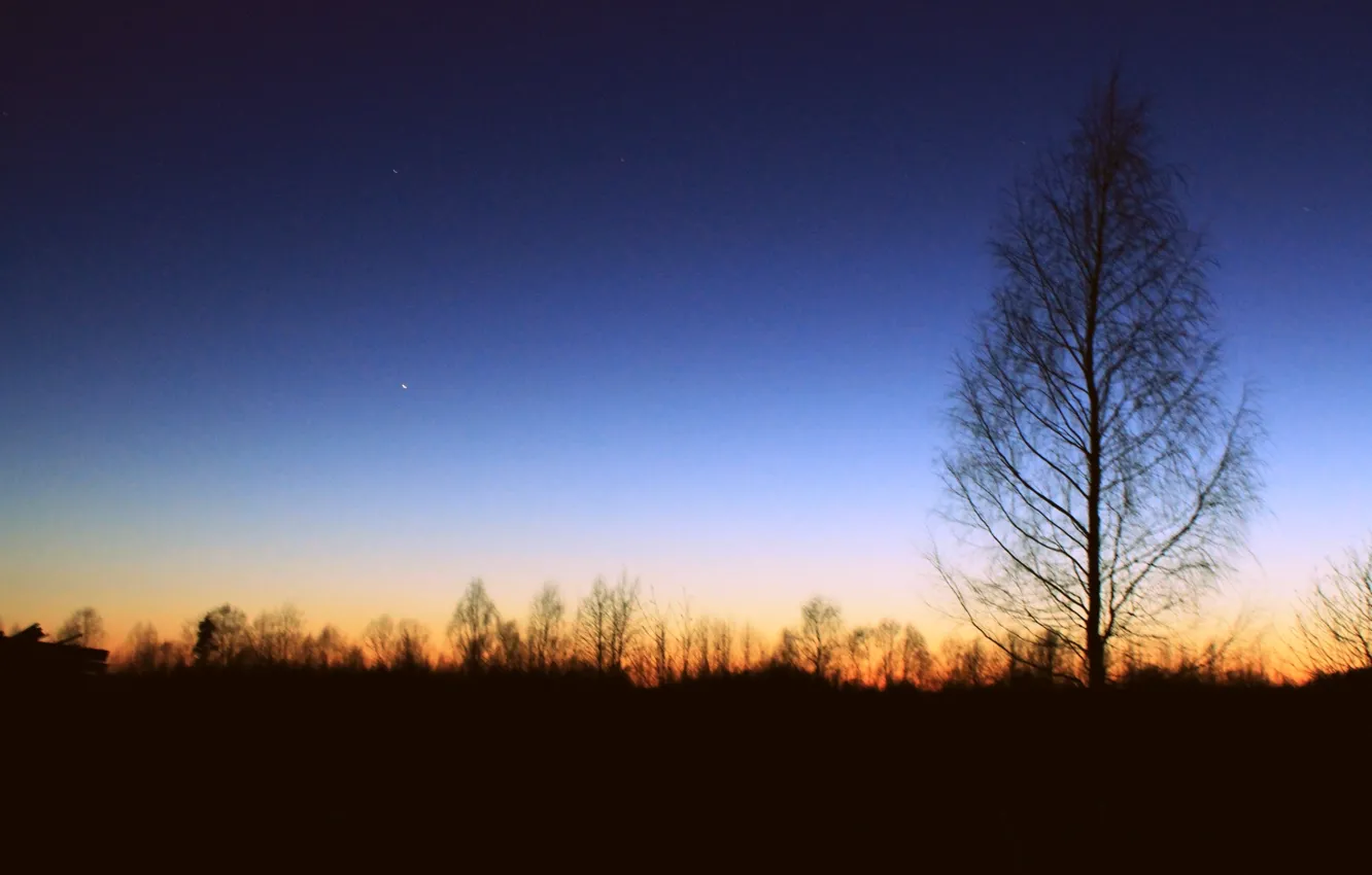 Фото обои небо, звезды, закат, дерево, вечер