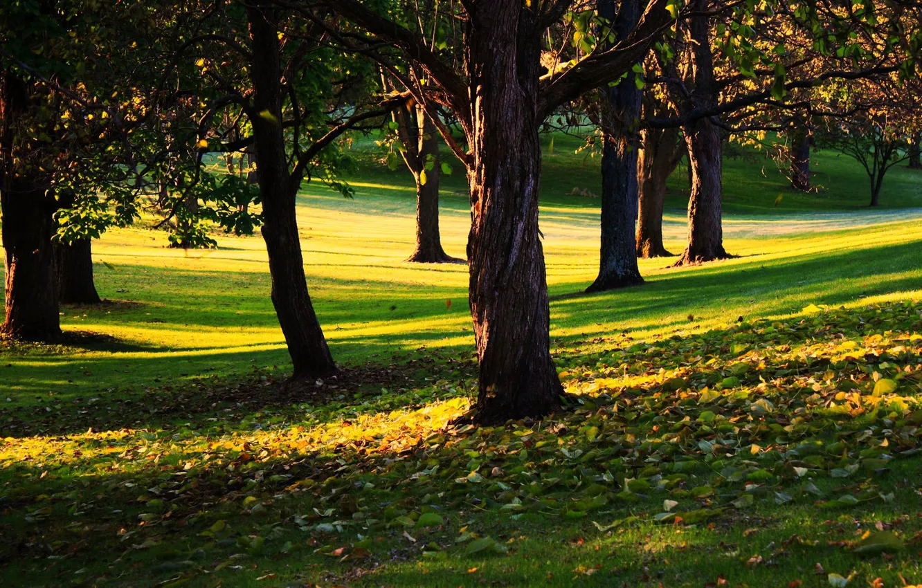 Фото обои зелень, трава, листья, деревья, парк, сквер, солнечный день, начало осени