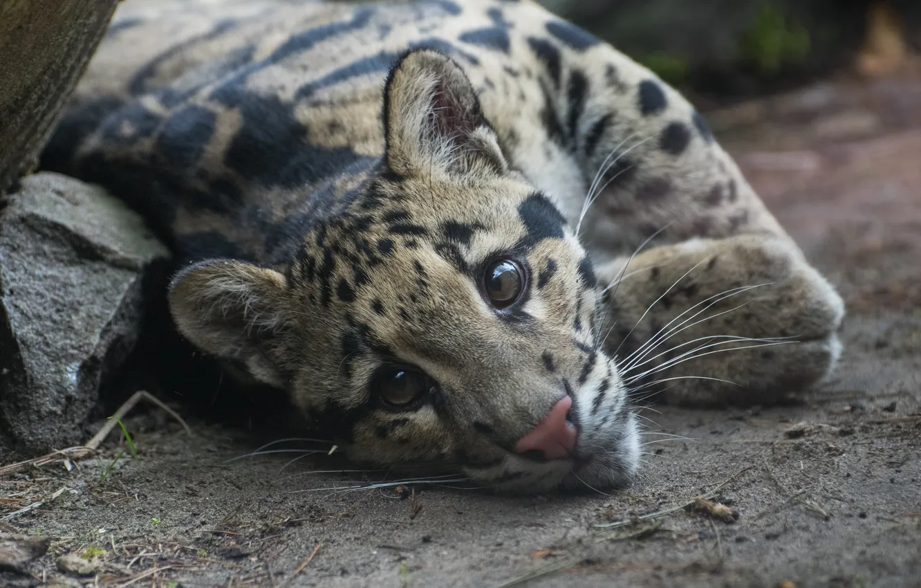 Фото обои взгляд, отдых, хищник, окрас, дикая кошка, дымчатый леопард