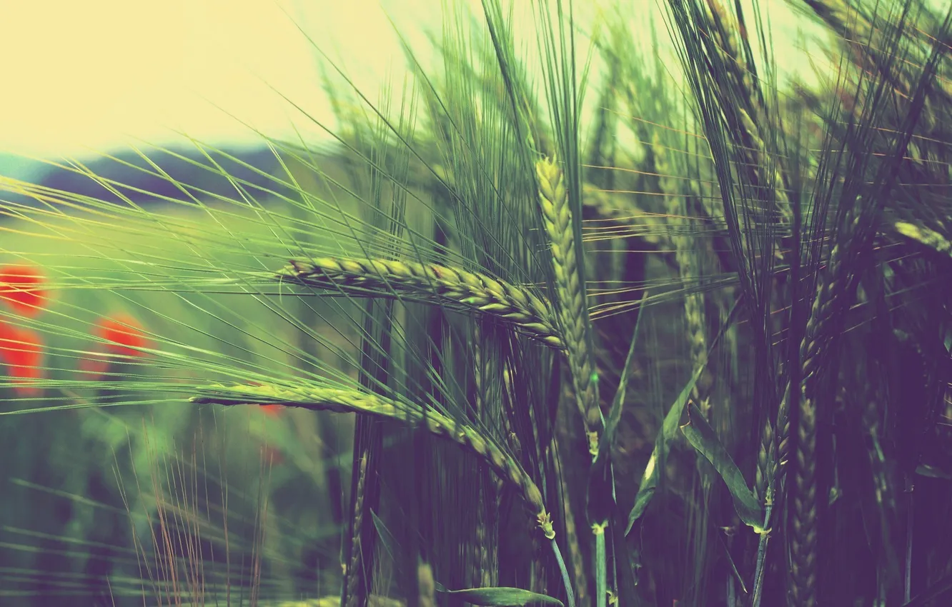 Фото обои пшеница, маки, размытость, колосья