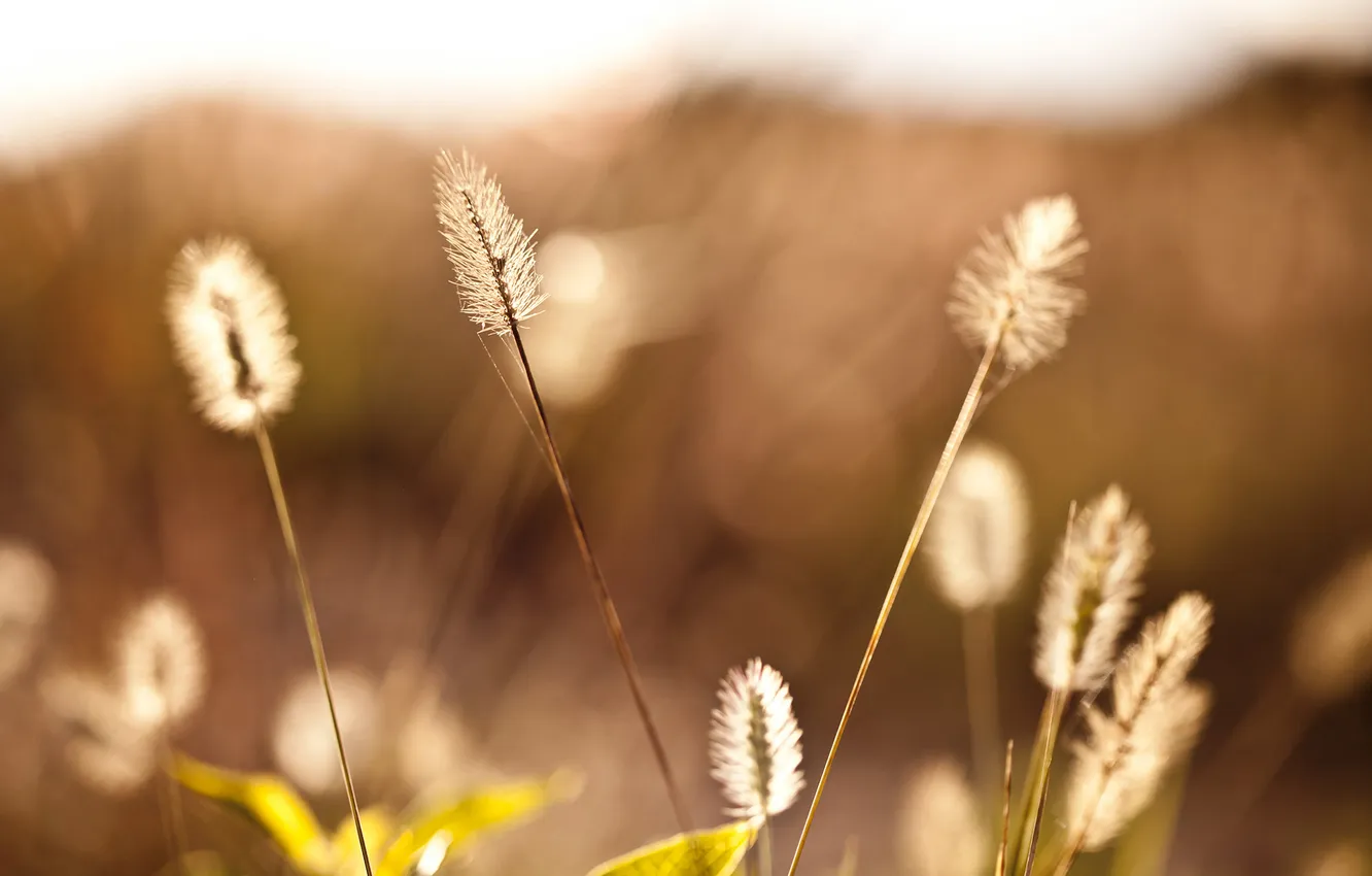Фото обои трава, макро, свет, природа, паутина, размытость, колоски, боке
