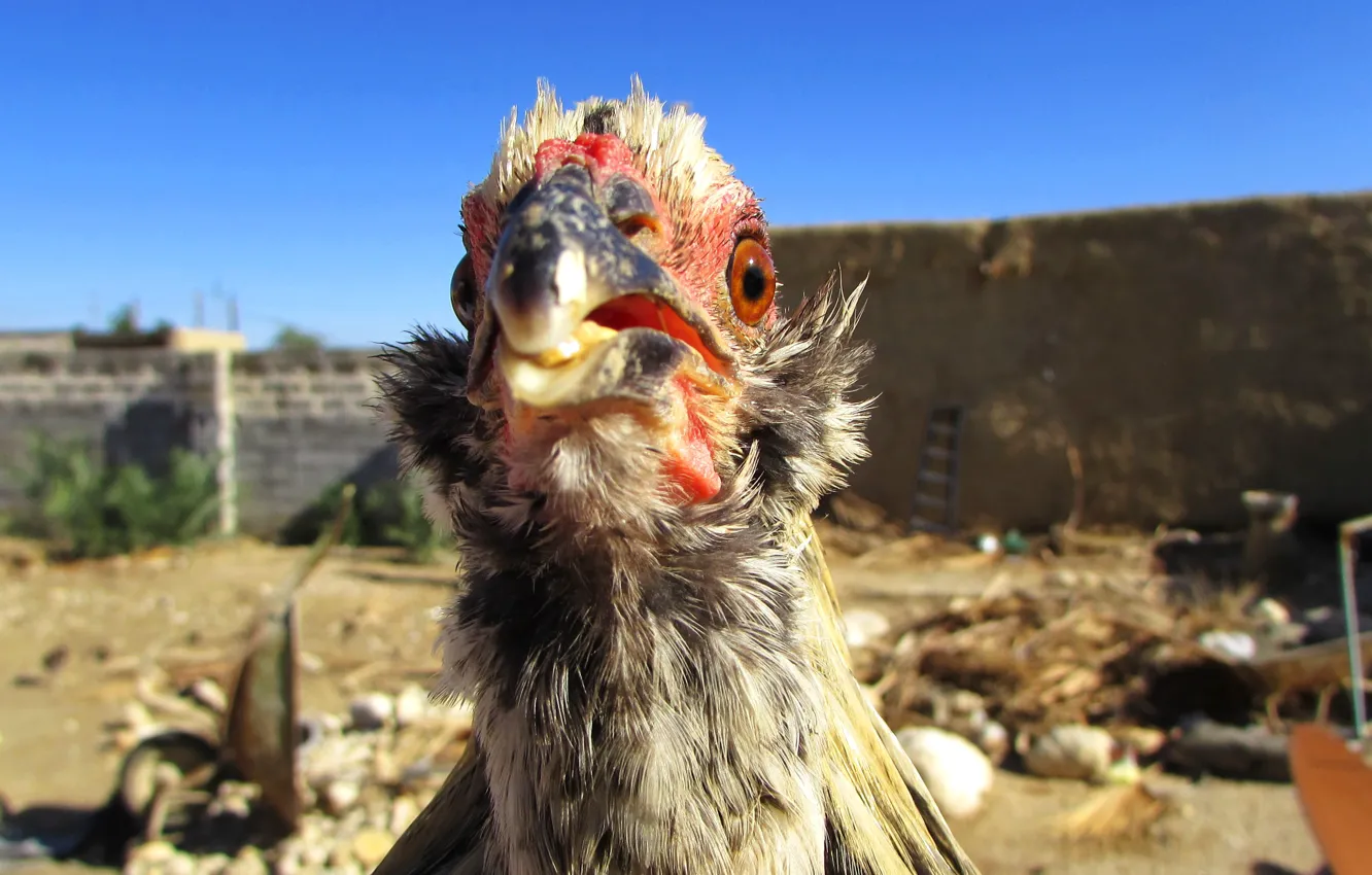 Фото обои Blue Sky, Bird, Chicken