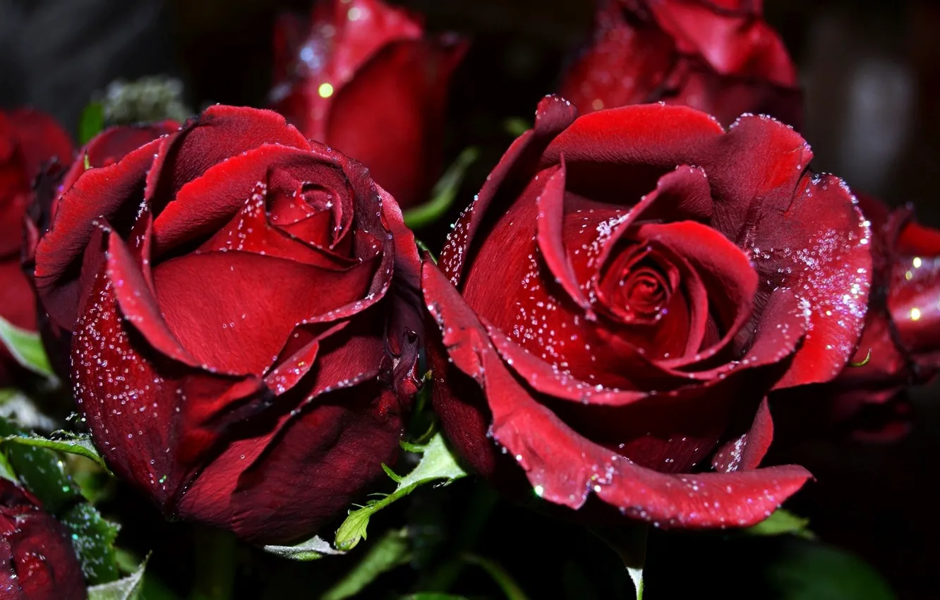 Фото обои red, rose, flowers, bud