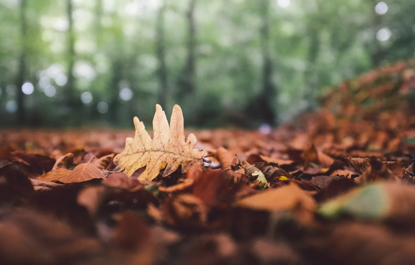 Фото обои осень, лес, листья, лист, опавшие, боке, дубовый