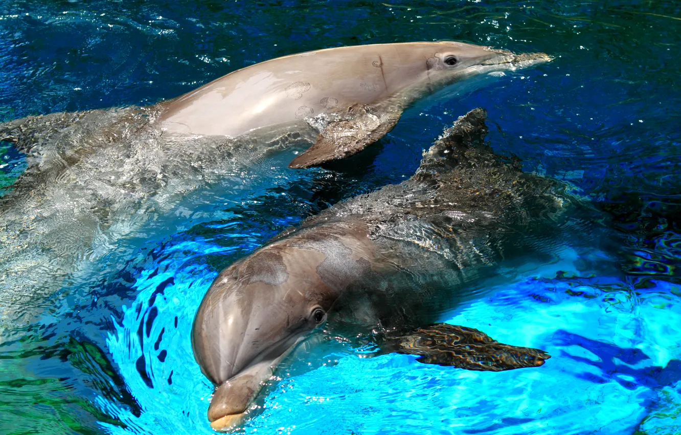 Фото обои море, брызги, дельфин, игра, бассейн, пара