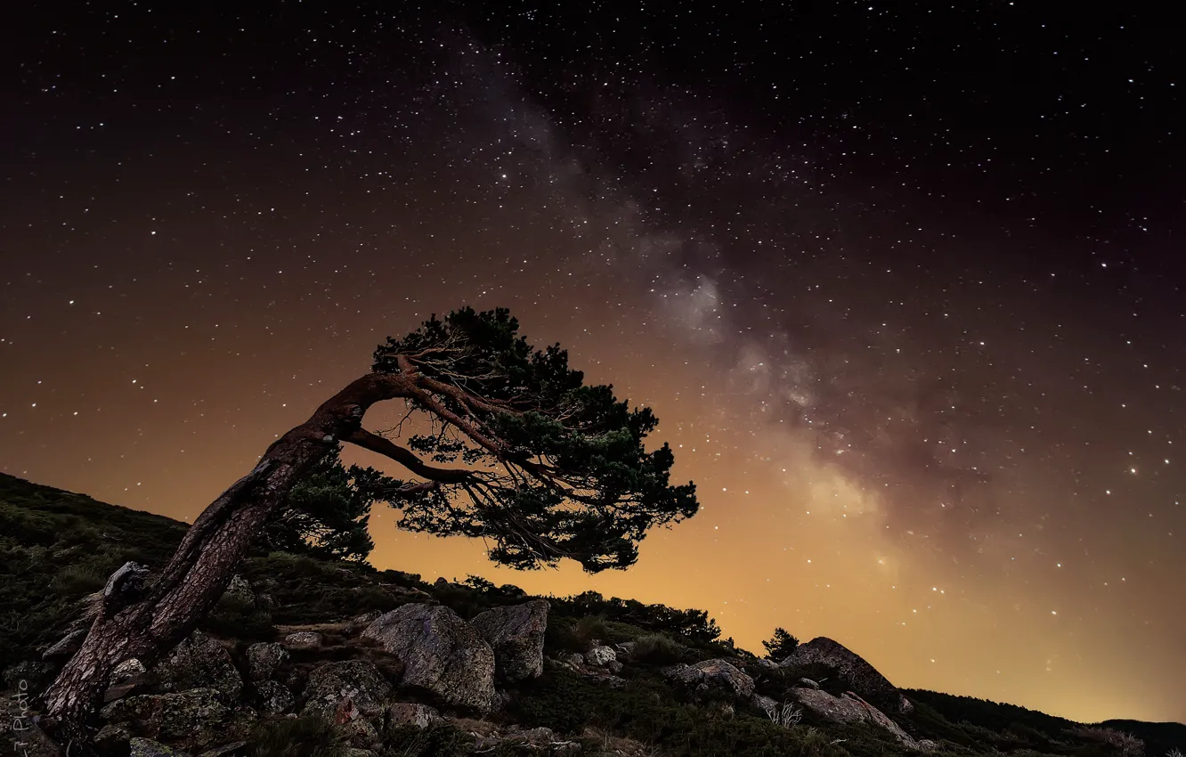 Фото обои звезды, ночь, камни, дерево, скалы, млечный путь