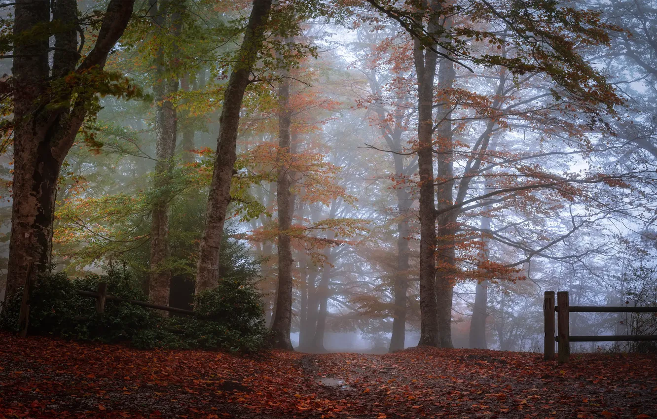Фото обои осень, лес, деревья, туман, парк, ветви, стволы, листва