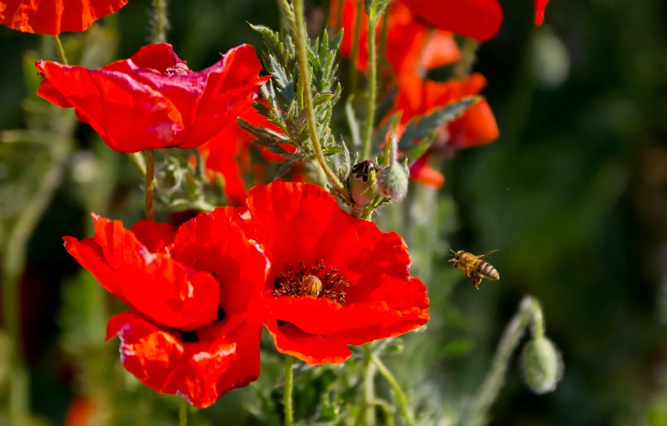 Фото обои лето, цветы, природа, пчела, маки, насекомое