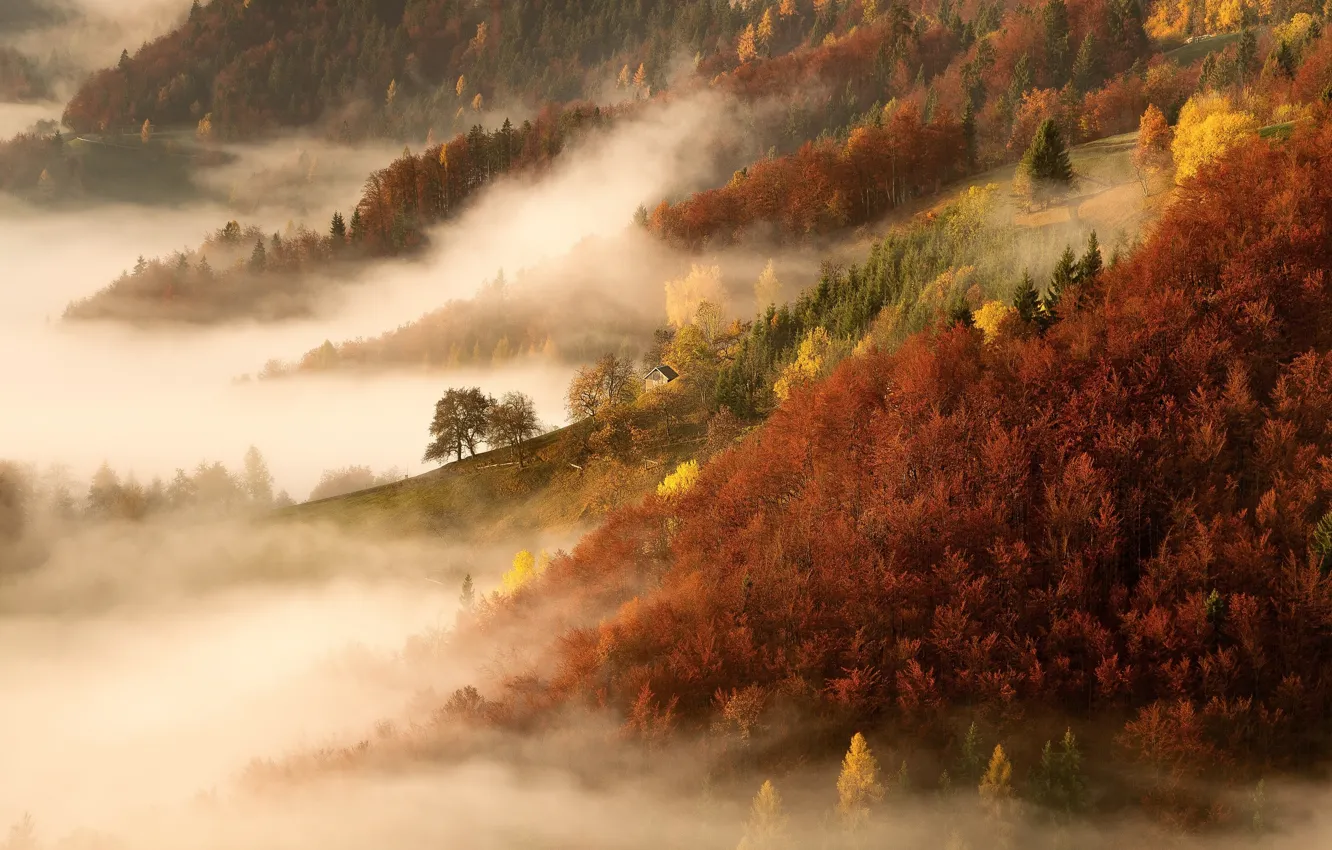Фото обои осень, лес, деревья, природа, туман, утро