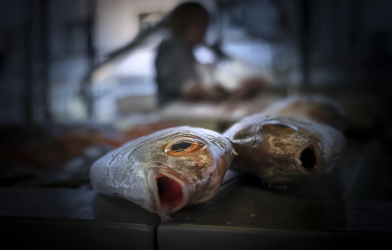 Фото обои рыбы, фон, еда