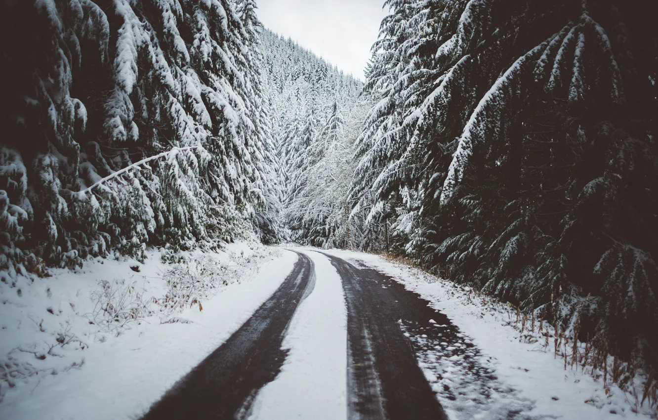 Фото обои Зима, Дорога, Снег, Лес
