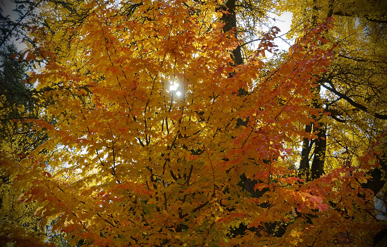 Фото обои Осень, Деревья, Листья, Fall, Autumn, Colors, Trees