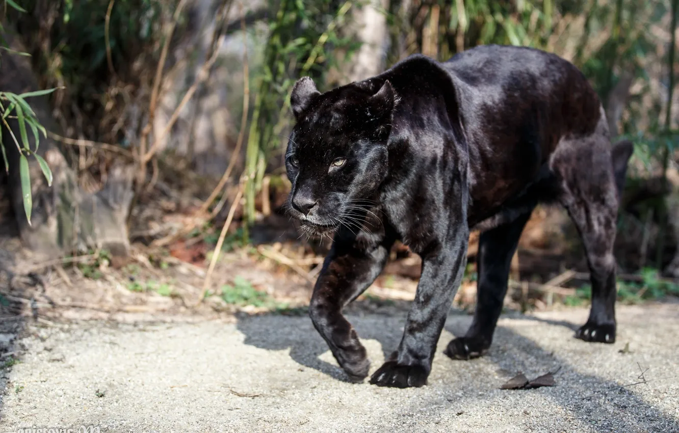 Фото обои хищник, пантера, прогулка, дикая кошка, черный ягуар