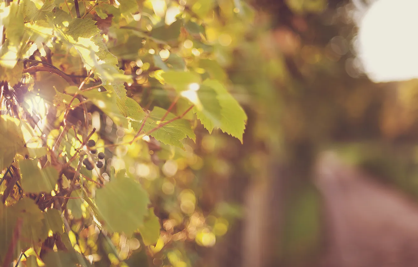 Фото обои лучи, свет, природа, блики, виноград