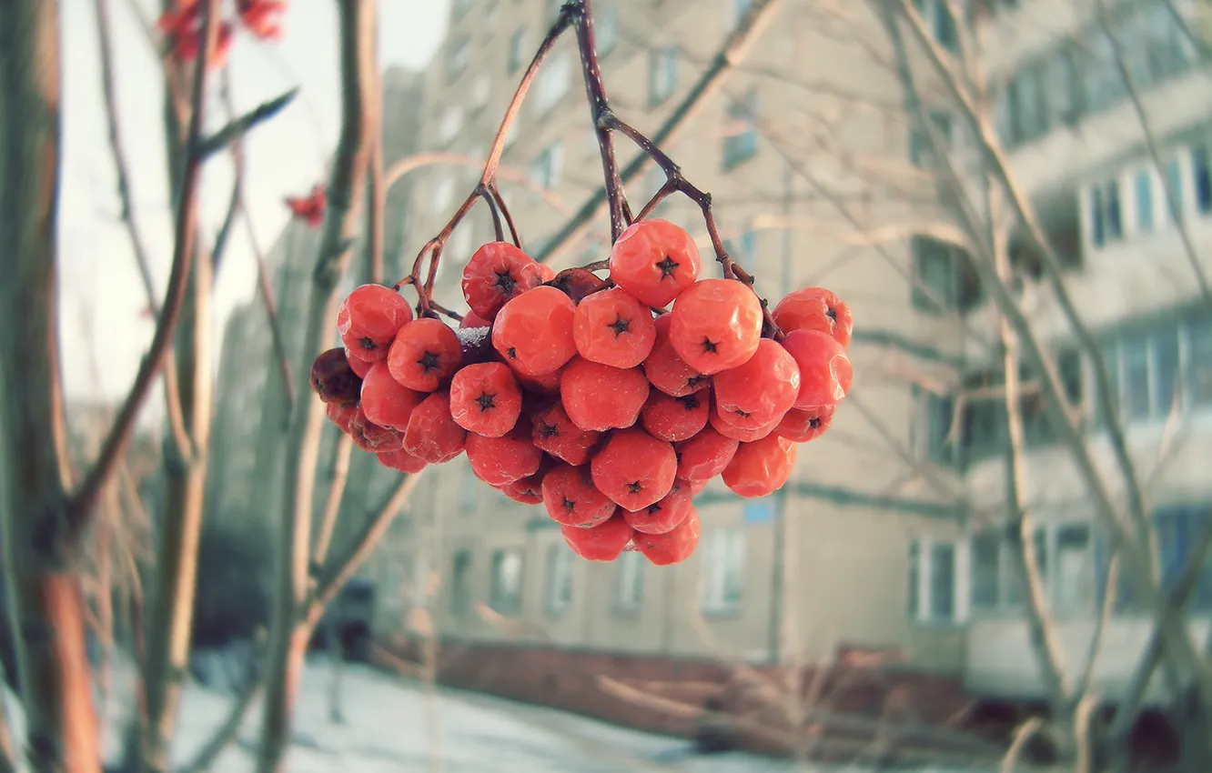 Фото обои зима, ягоды, рябина