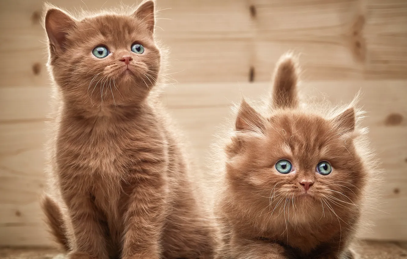 Фото обои взгляд, котята, двое, Британская, Browne