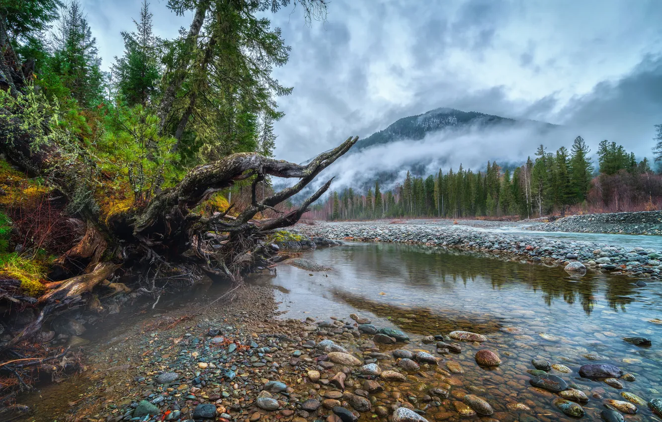 Фото обои river, trees, fog, stones