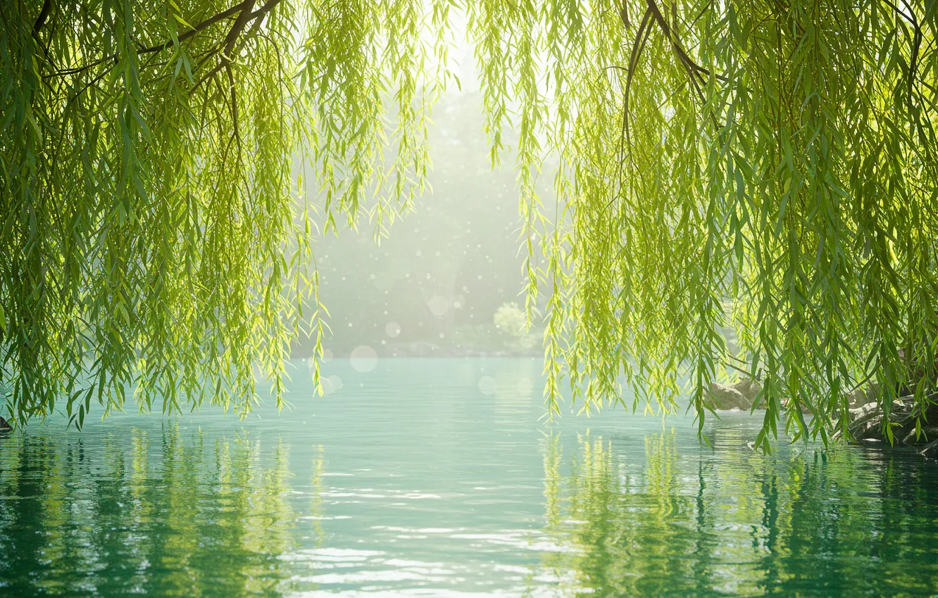 Фото обои вода, ветки, озеро, обои, берег, wallpaper, water, lake