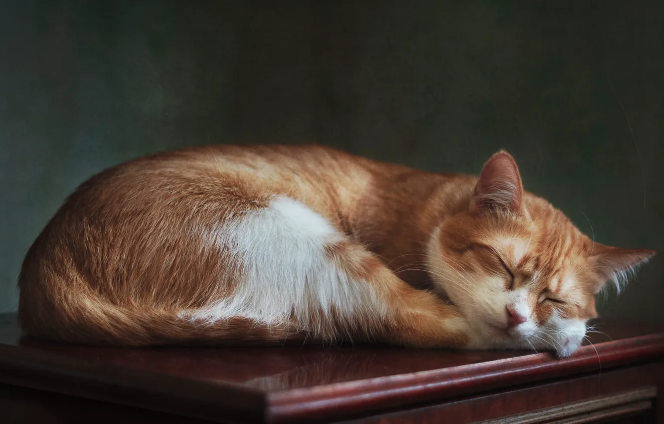 Рыжий во сне. Рыжий кот фотостудия. Обои на рабочий стол кот в позе. Кот лежит на комоде.