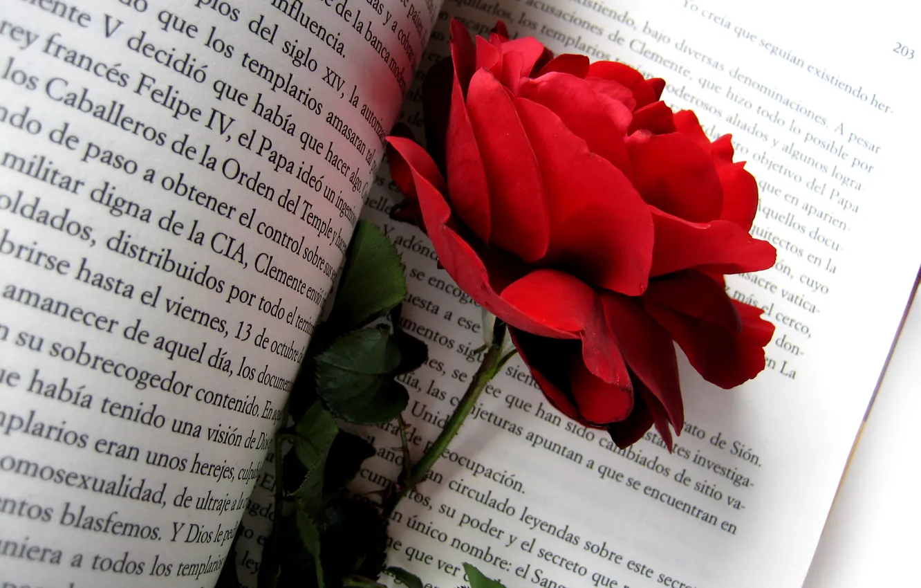Фото обои цветок, цветы, природа, текст, роза, лепестки, бутон, шиповник