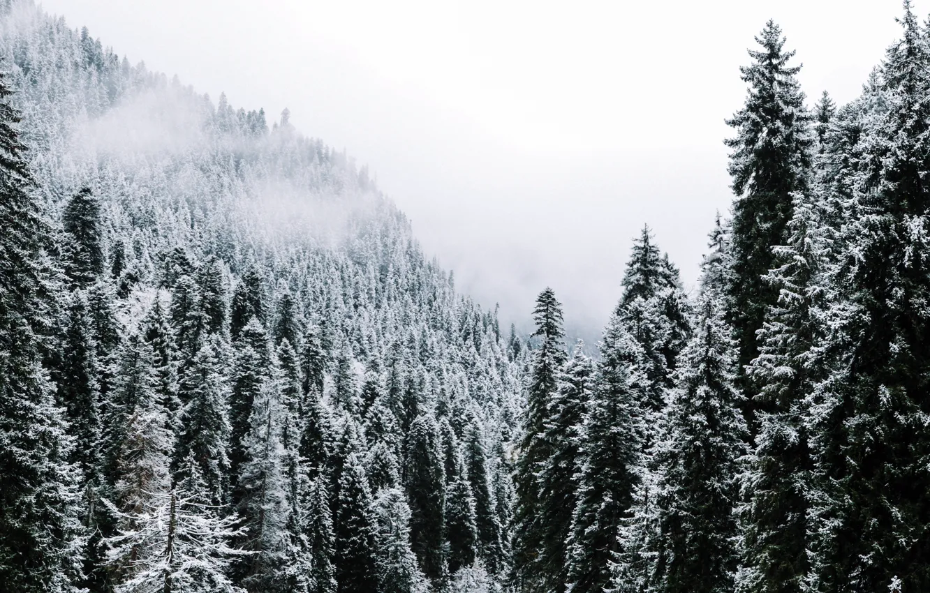 Фото обои лес, снег, деревья, горы