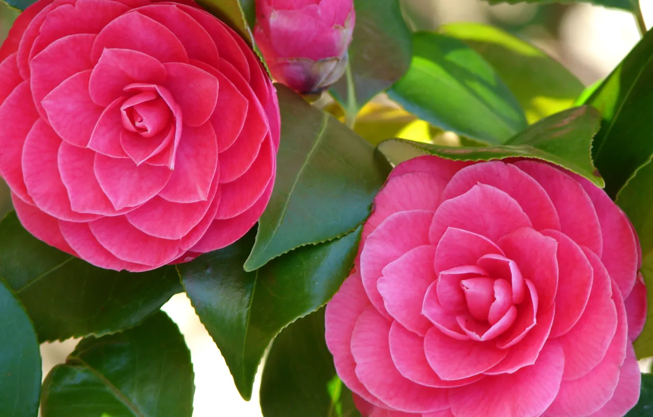 Фото обои зелень, цветы, свежесть, бутон, камелии, блеск листьев, ярко-розовые лепестки, Camellia Closeup