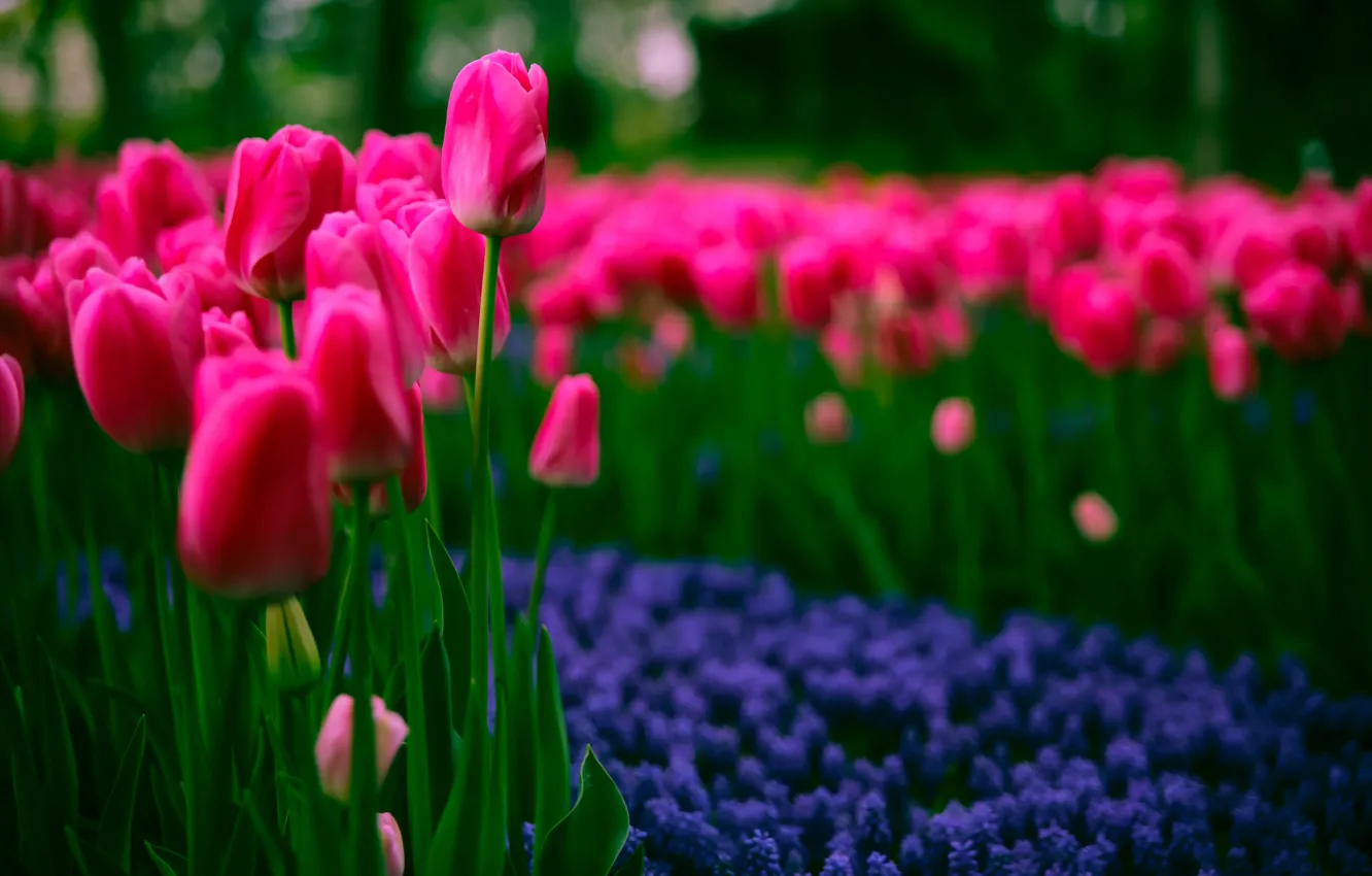Фото обои весна, тюльпаны, spring, Tulips, тёмно-розовые, dark pink