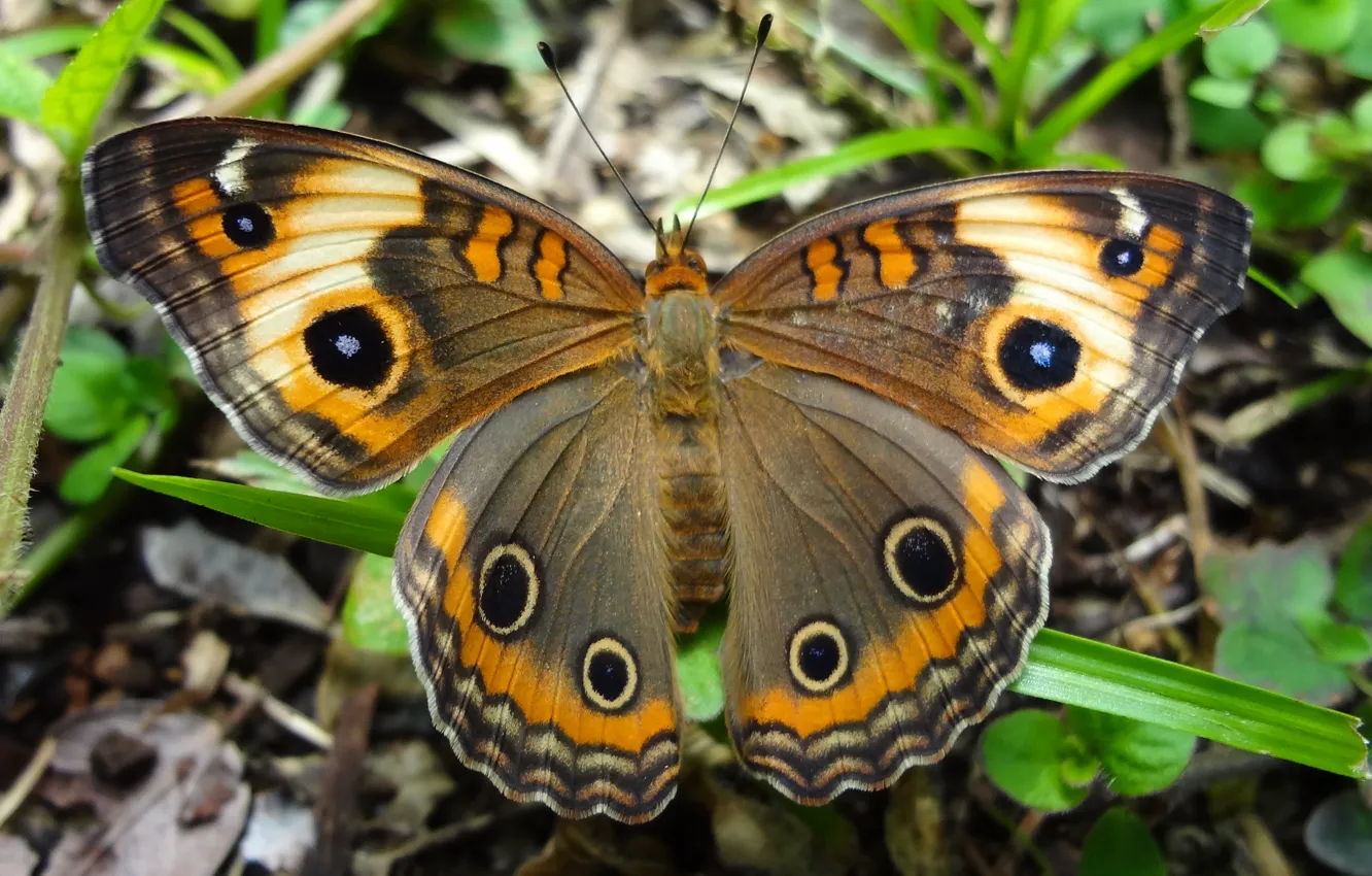 Фото обои природа, узор, бабочка, крылья, насекомое, мотылек