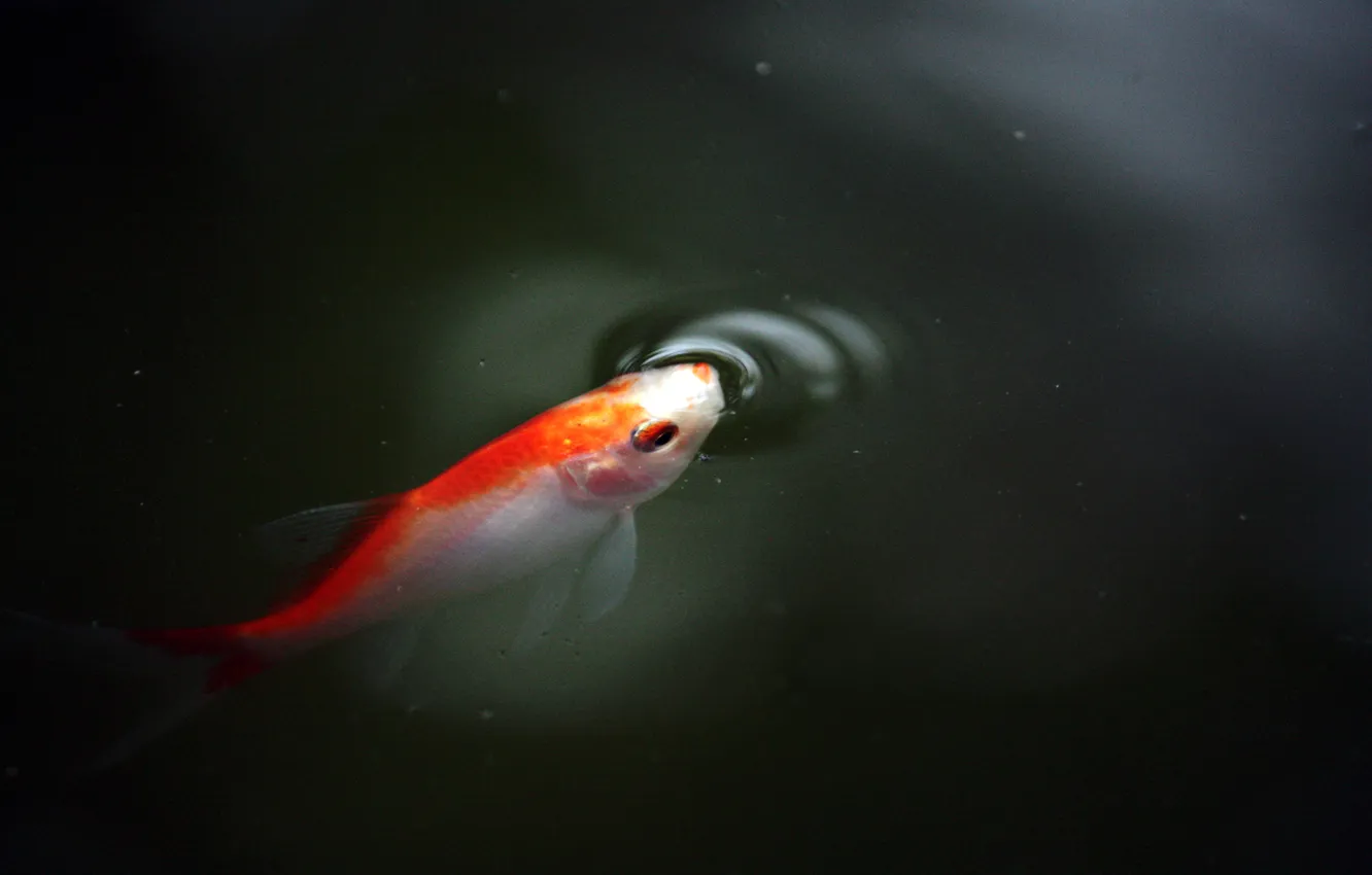 Фото обои вода, темный фон, рыбка, рыба, дыхание