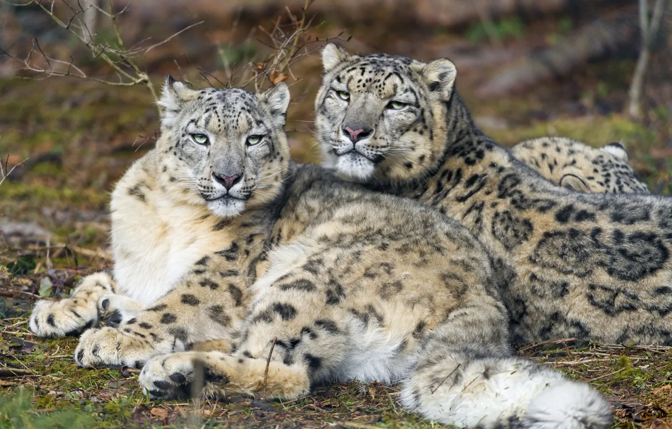 Фото обои взгляд, кошки, отдых, пара, ирбис, снежный барс, ©Tambako The Jaguar