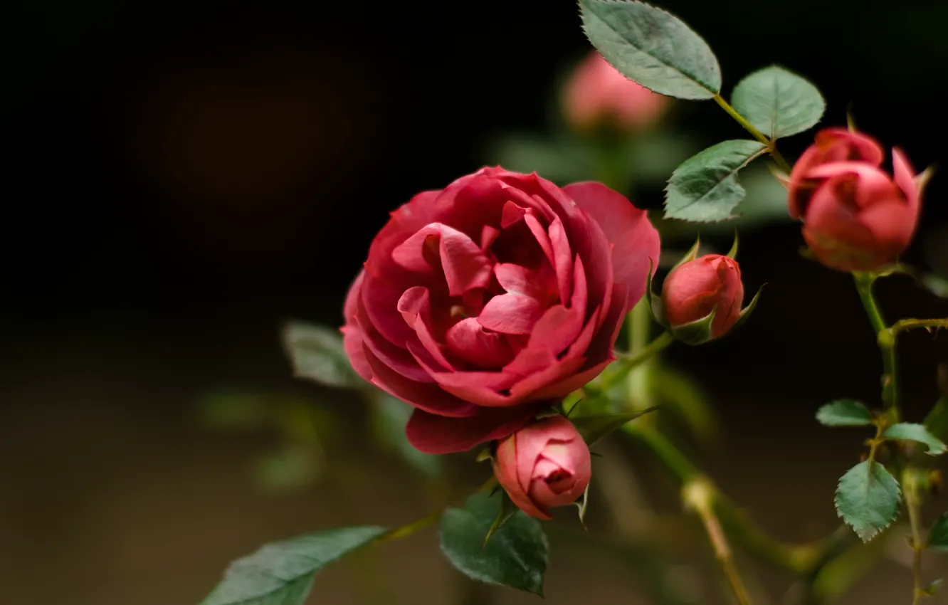 Фото обои цветок, макро, красный, роза, шиповник, дикий